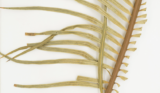 A specimen of palm frond in brown
